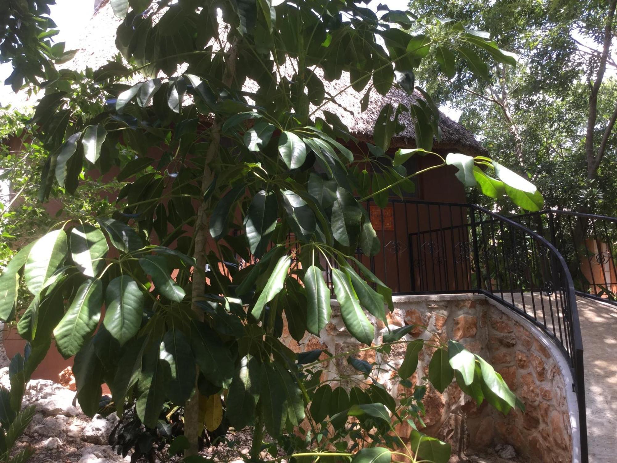The Pickled Onion B&B And Restaurant Uxmal ซานตา เอเลนา ห้อง รูปภาพ