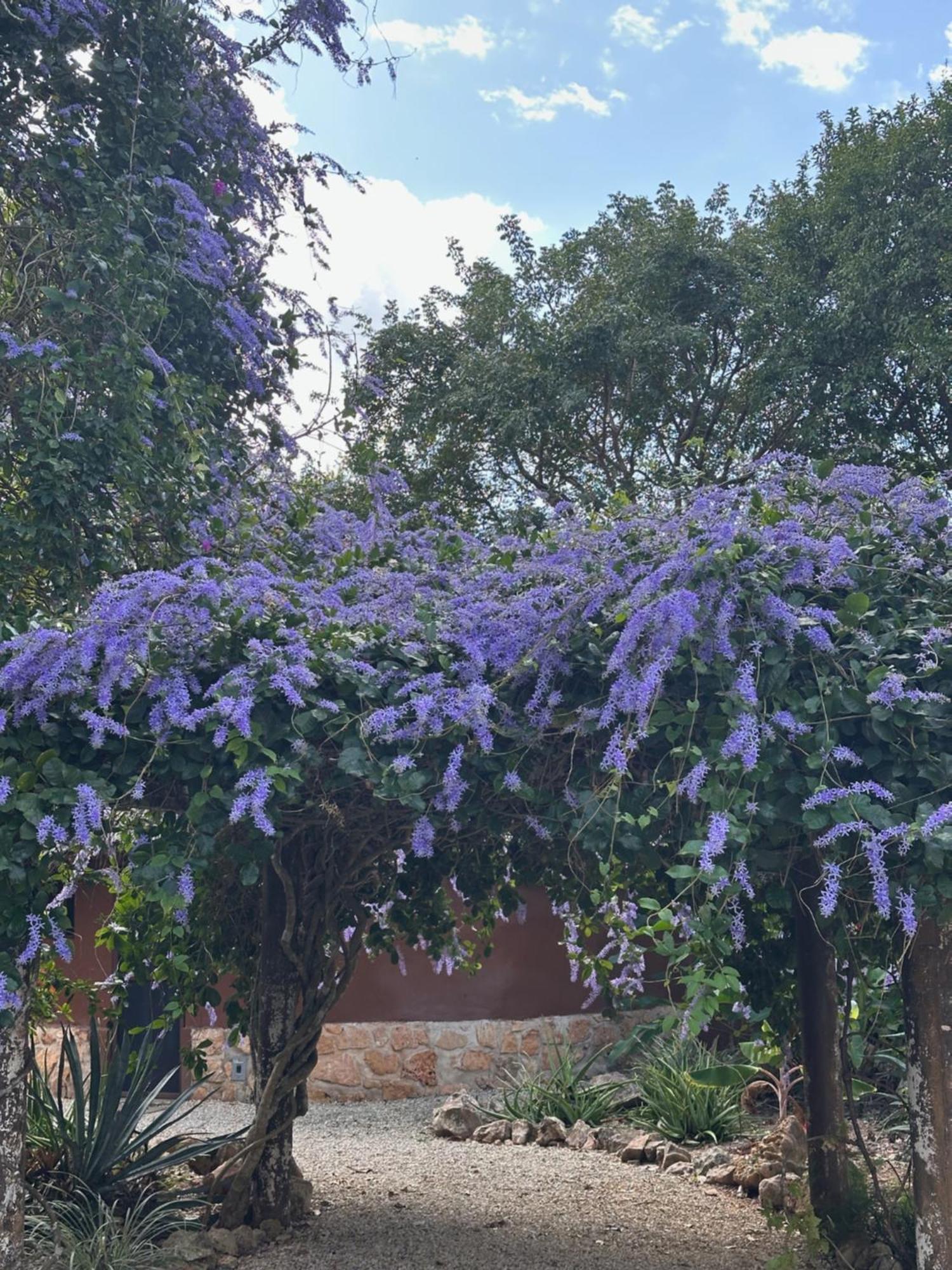 The Pickled Onion B&B And Restaurant Uxmal ซานตา เอเลนา ภายนอก รูปภาพ