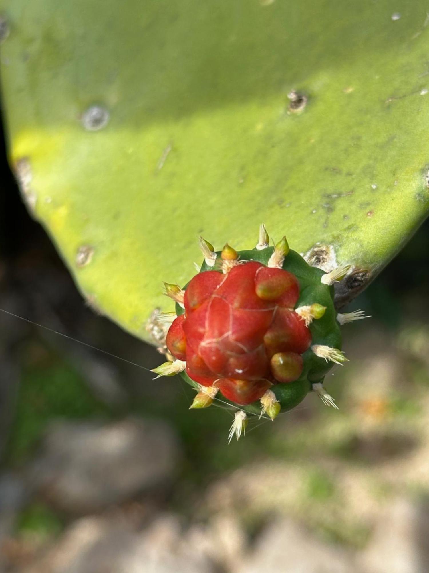The Pickled Onion B&B And Restaurant Uxmal ซานตา เอเลนา ภายนอก รูปภาพ