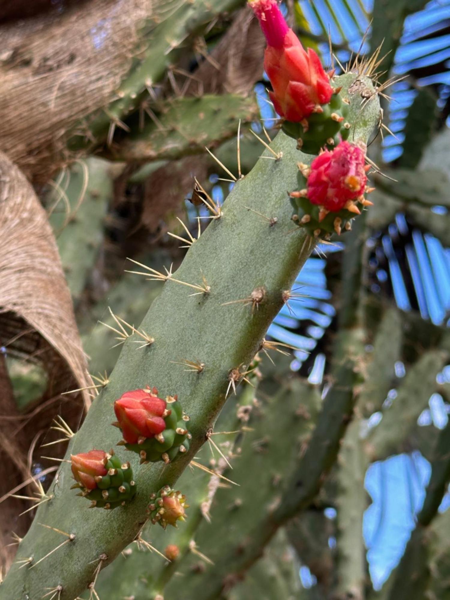 The Pickled Onion B&B And Restaurant Uxmal ซานตา เอเลนา ภายนอก รูปภาพ